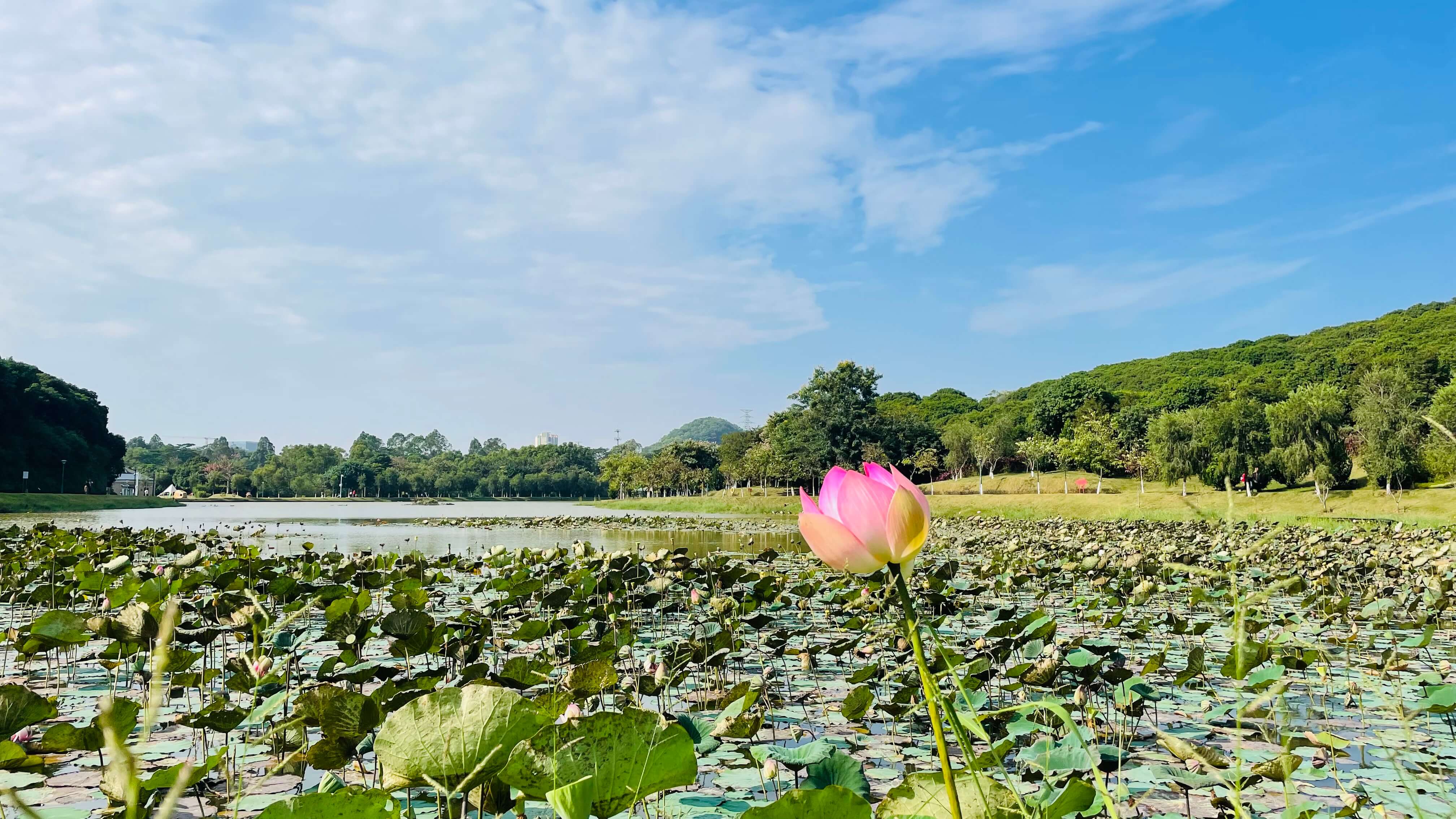 広東羅田森林公園-月湖-ハスの花