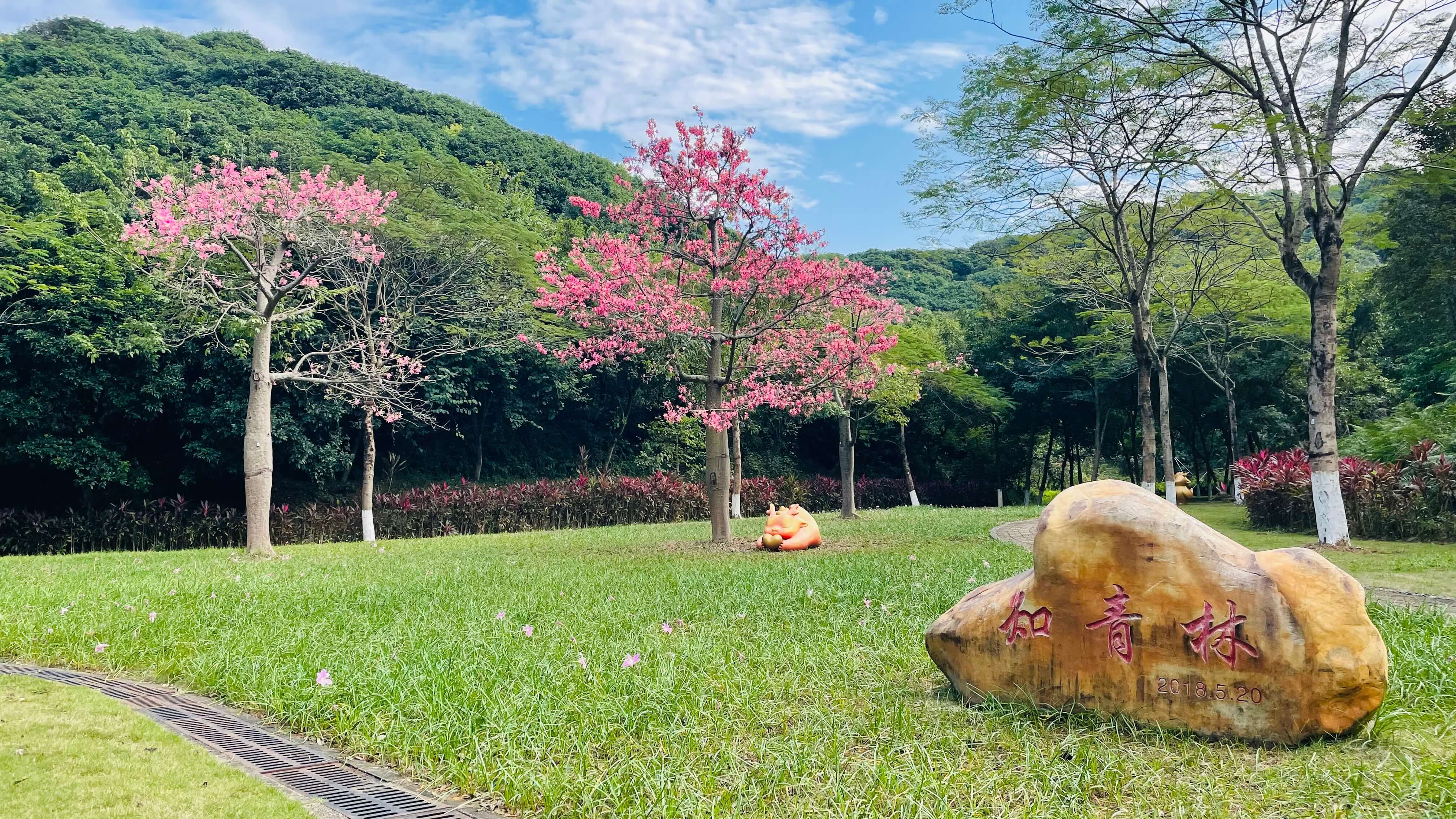 広東羅田森林公園-知青林
