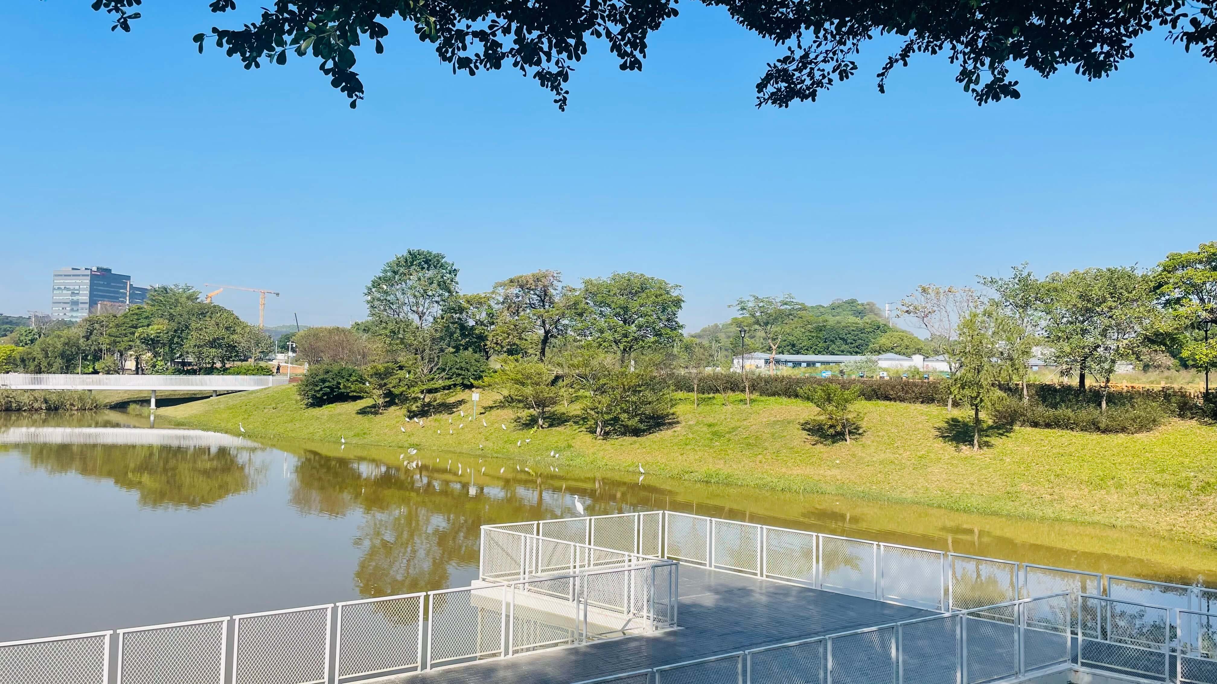 新陂頭南濕地公園-湖邊走廊