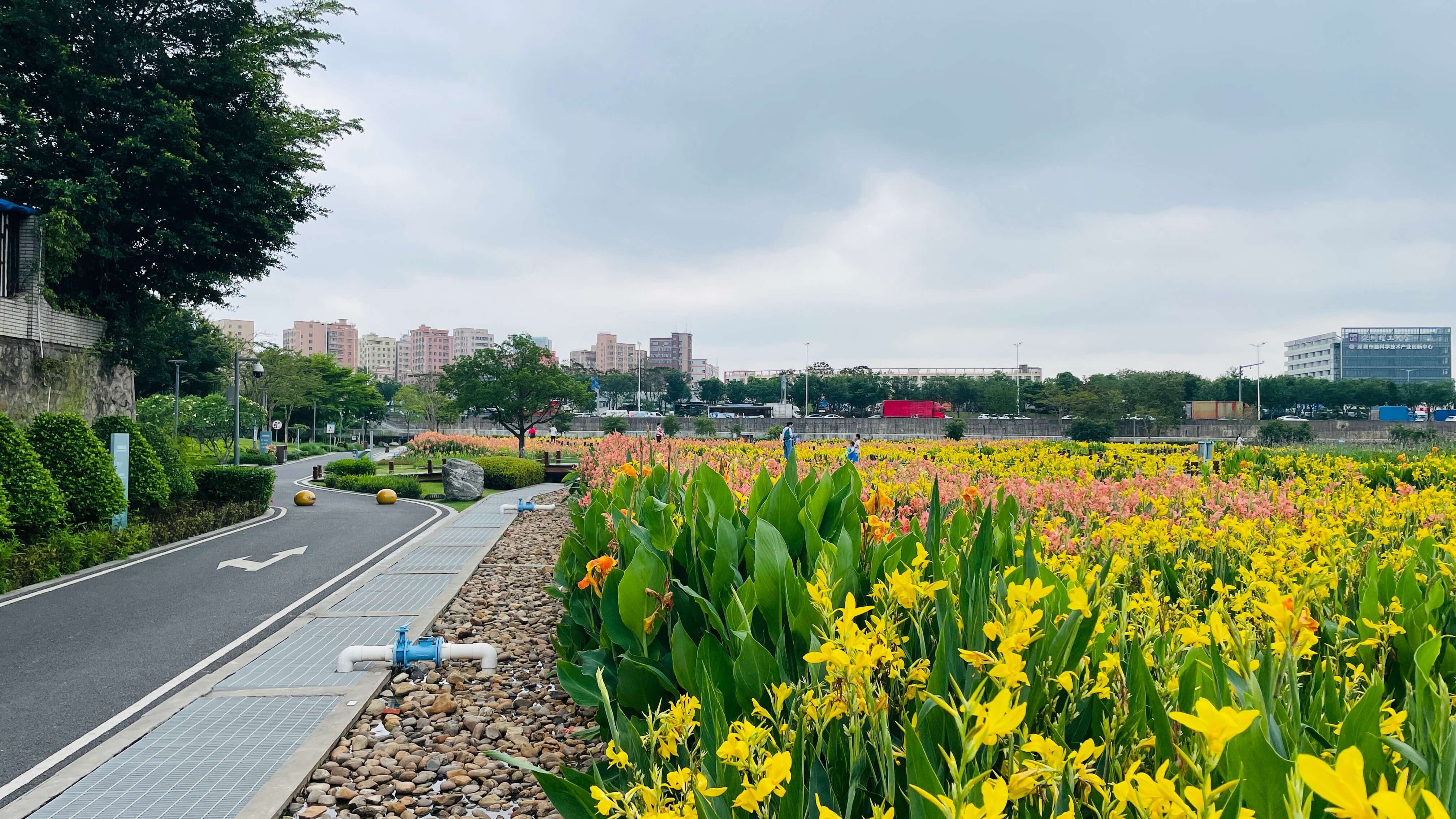 樓村濕地公園春天美人蕉